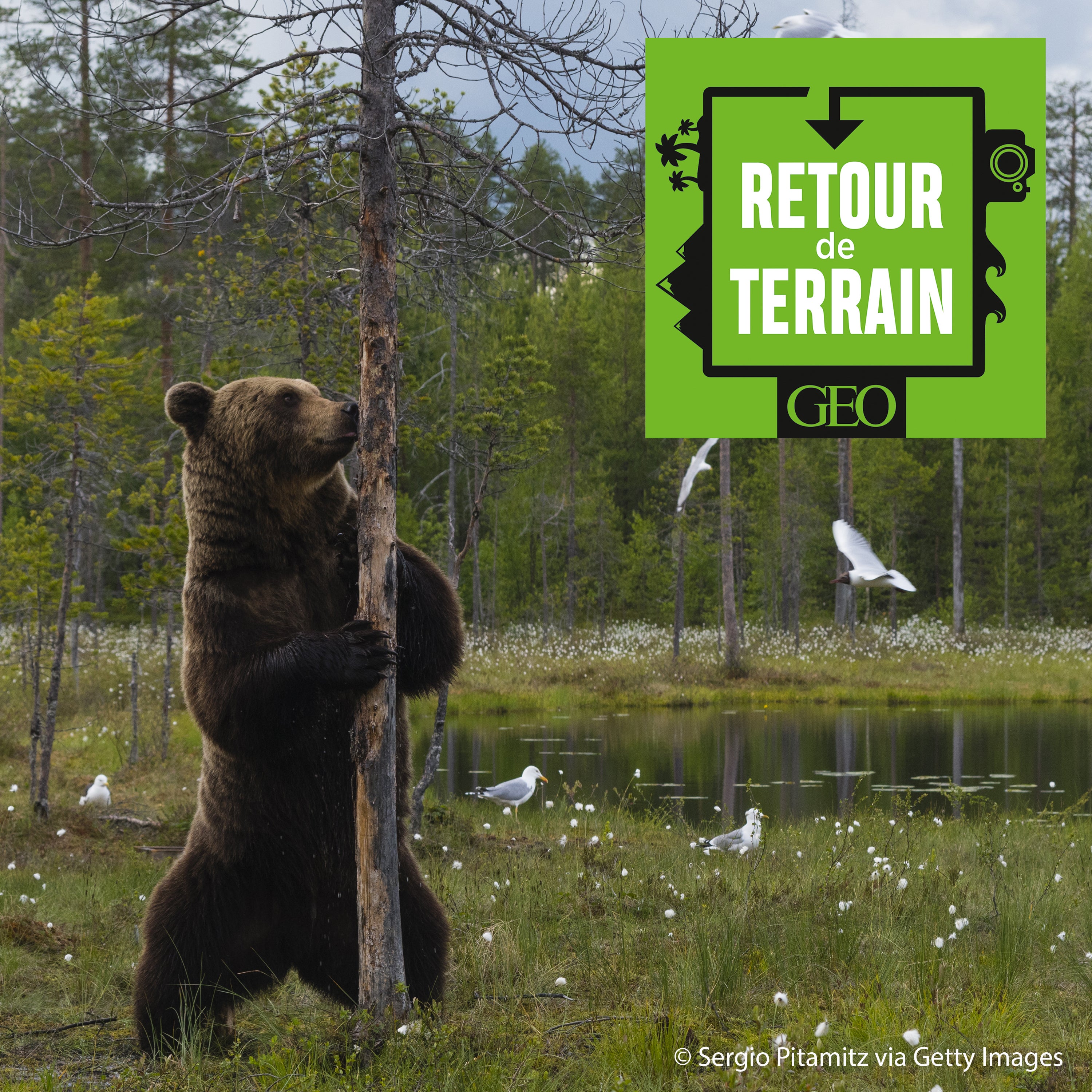 Ours, gloutons, loups... A l'affût des grands prédateurs en Finlande