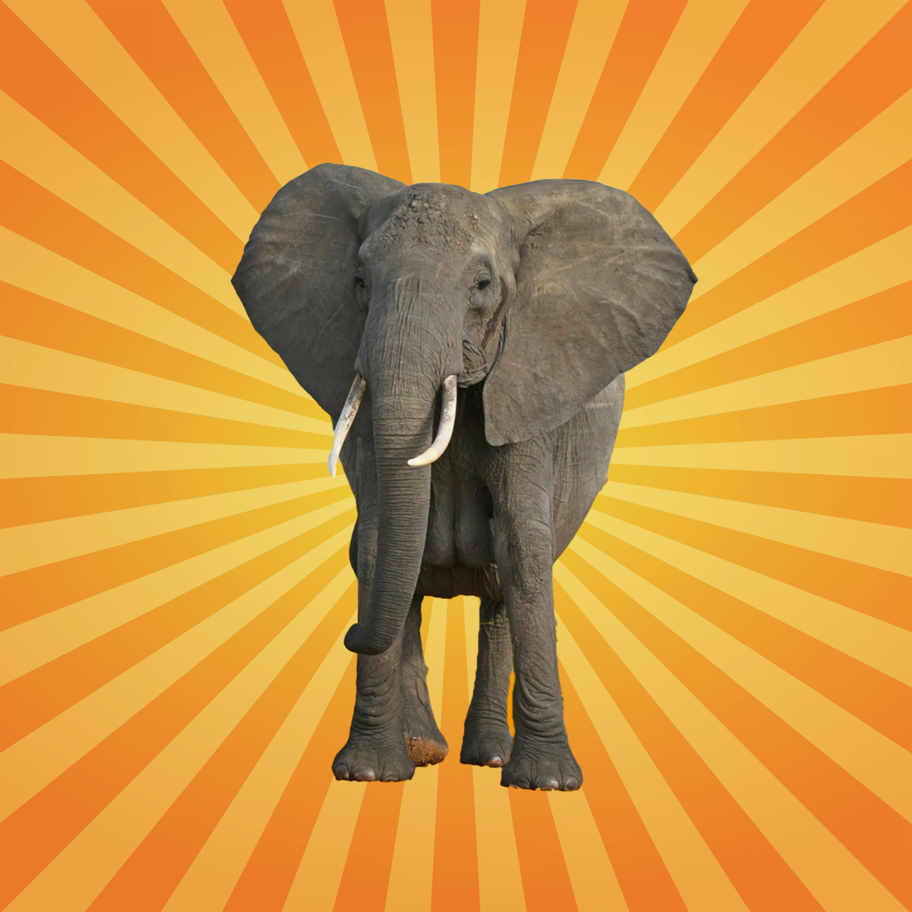 L'éléphant comprend les langues humaines [REDIFFUSION]