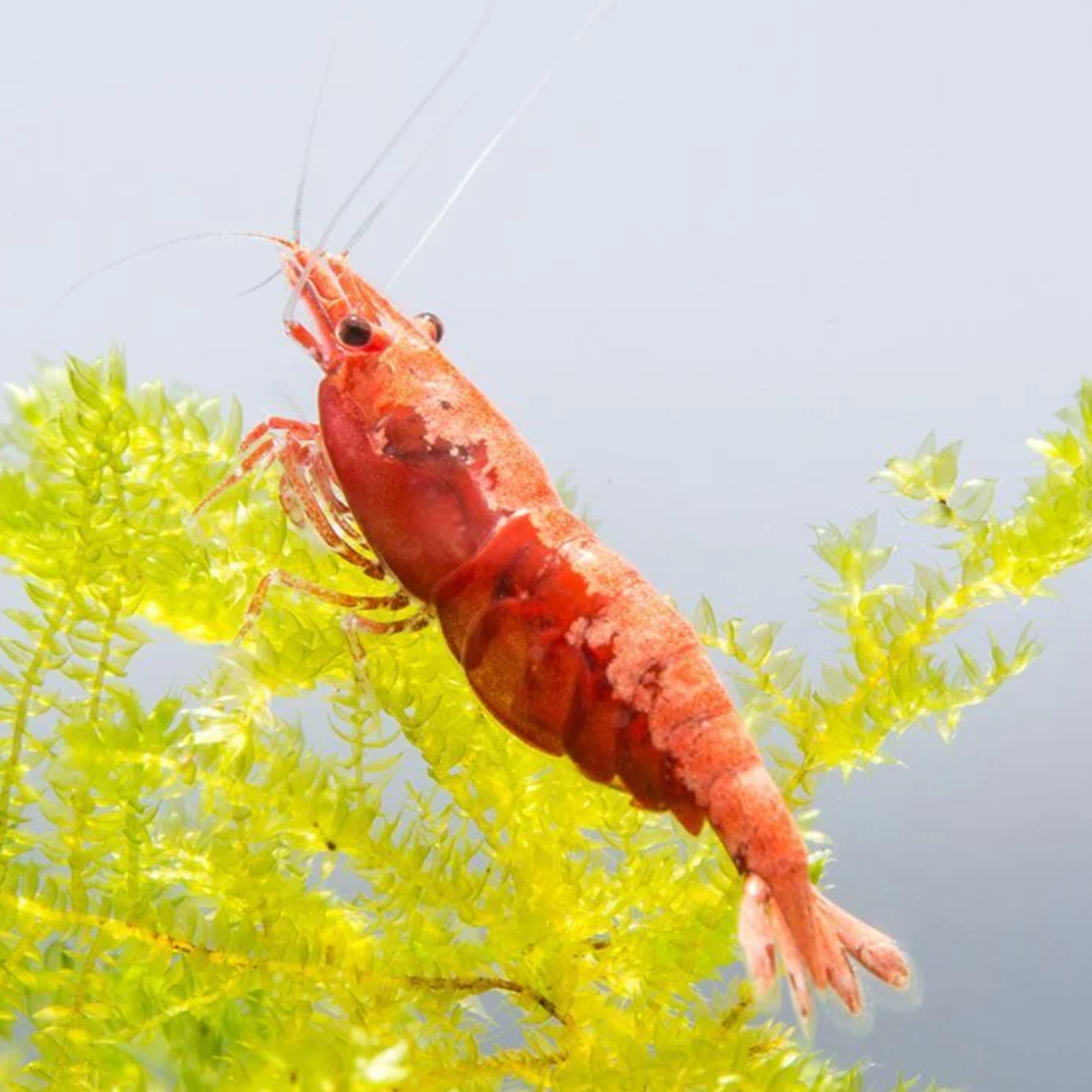 Shrimpies on production - 🦐 podcast artwork