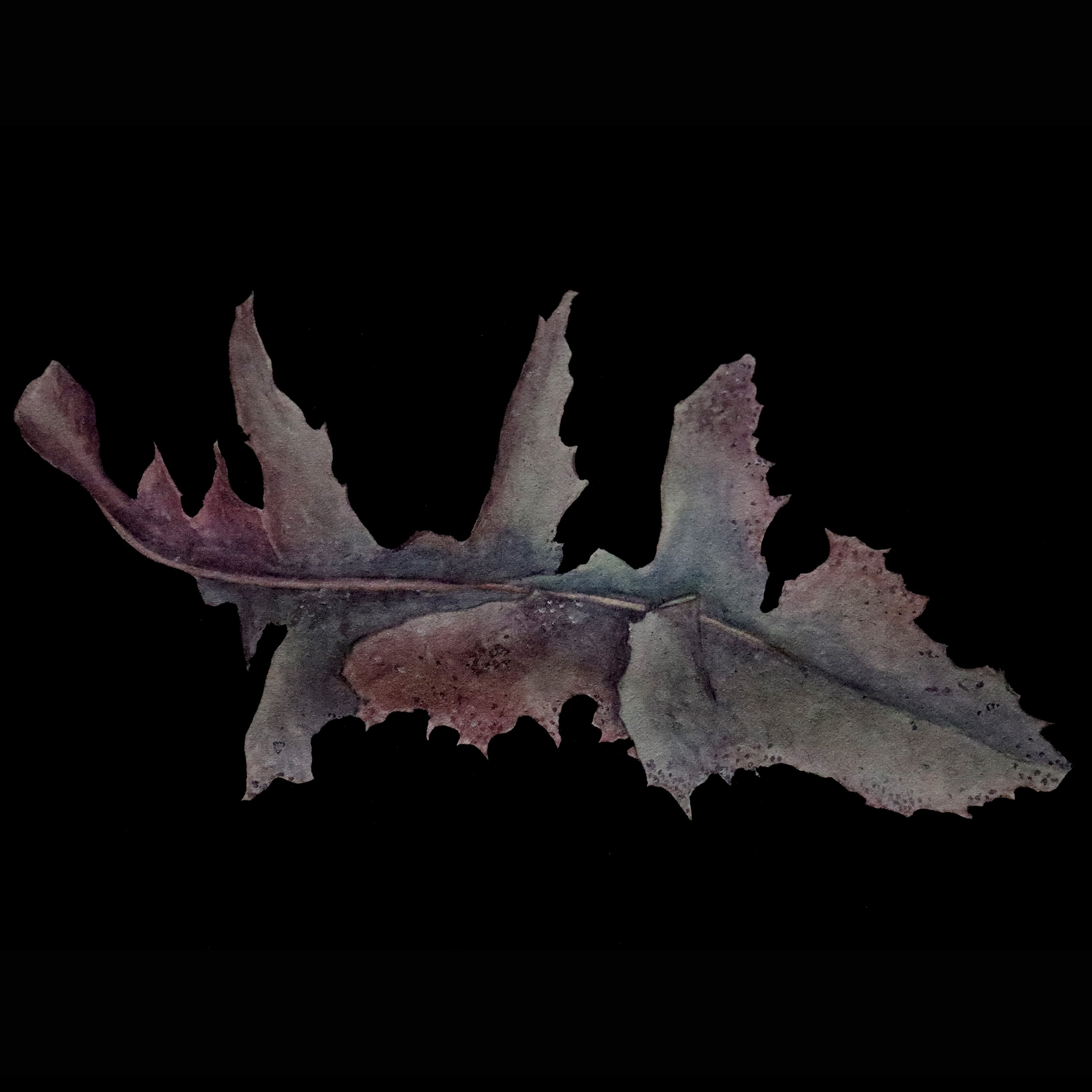 Artist for Plants - Episode 4/ENG - João Iganci and The creativity of Plants episode artwork