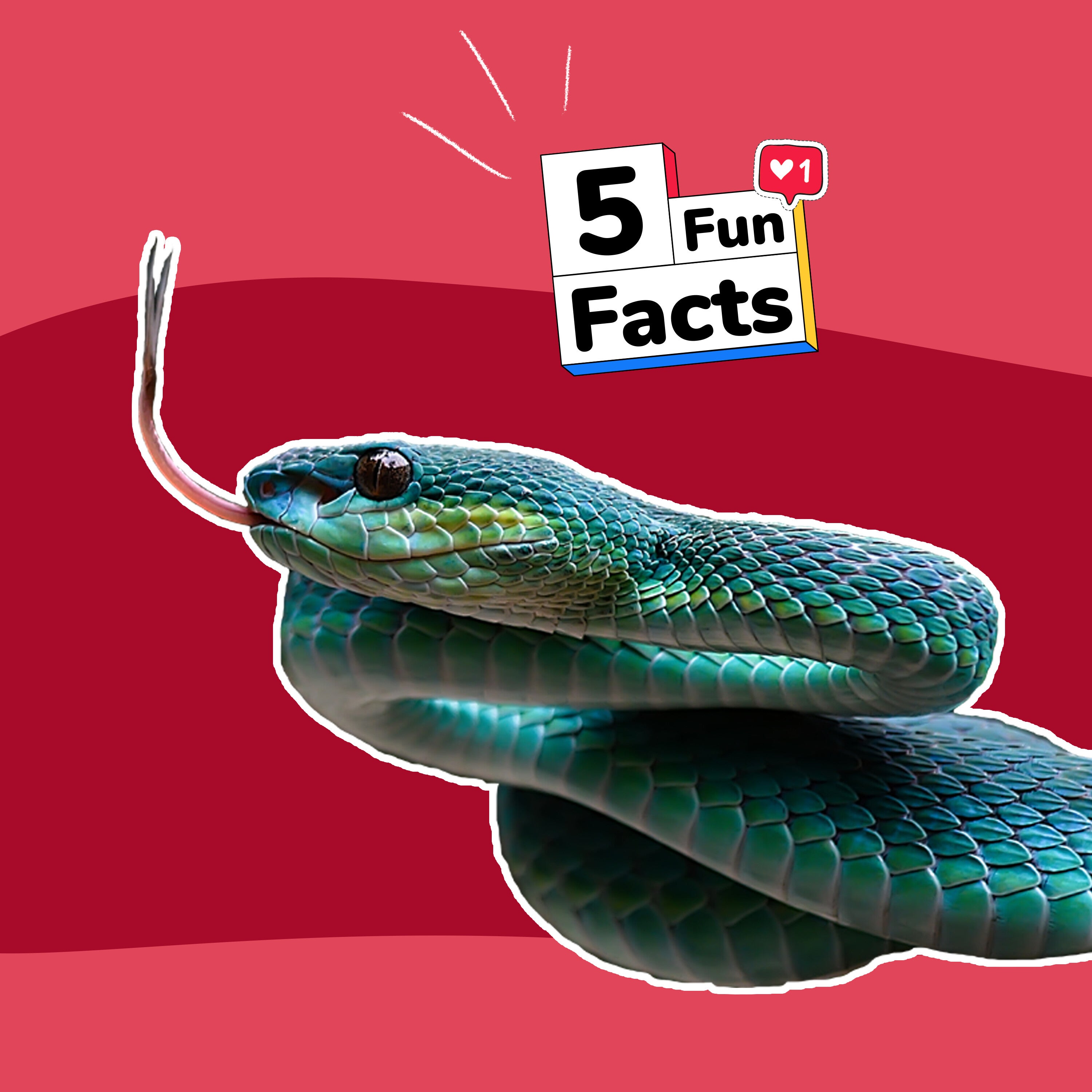 Les SERPENTS - 5 choses à savoir sur... episode artwork