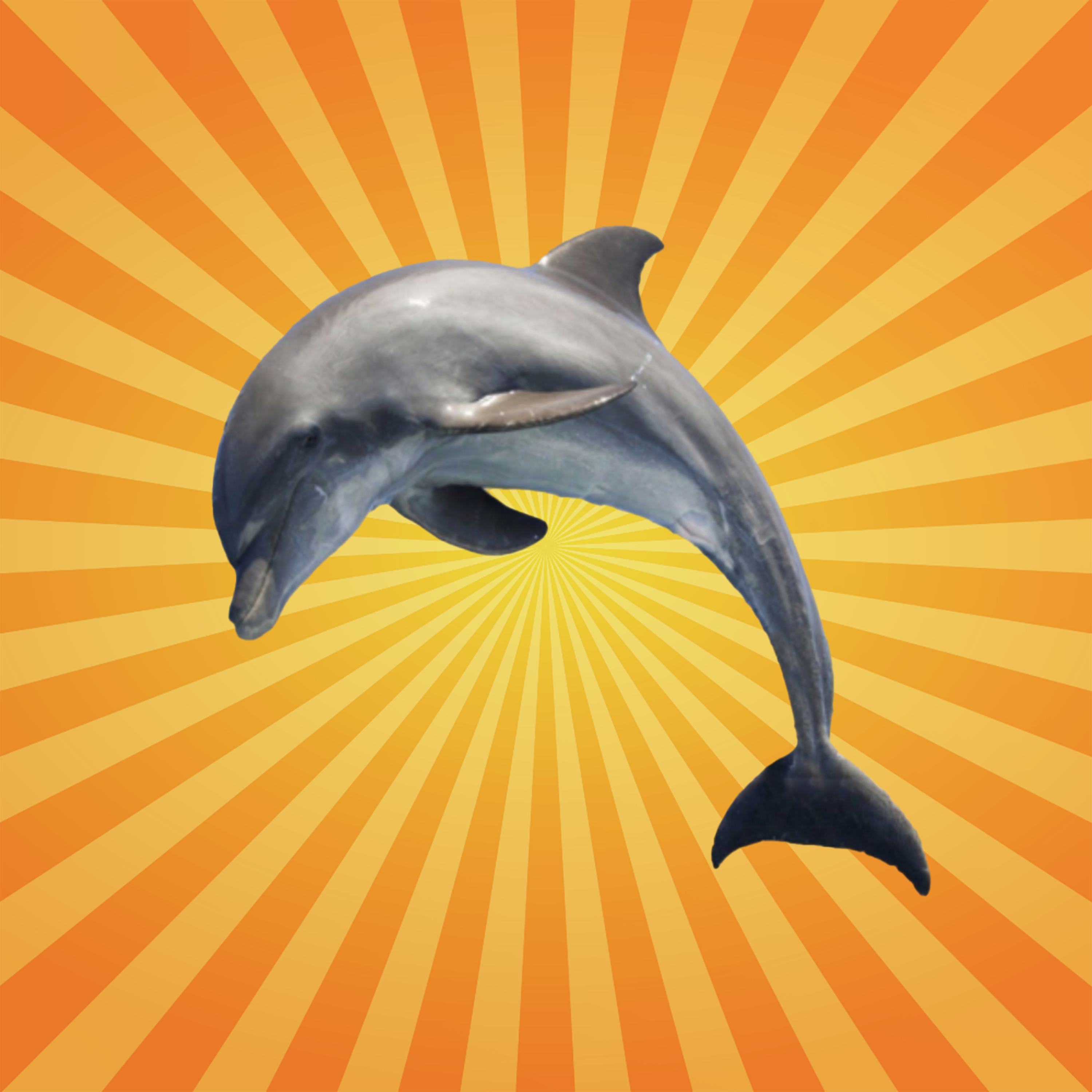 Les dauphins s'appellent par leurs prénoms [REDIFFUSION]