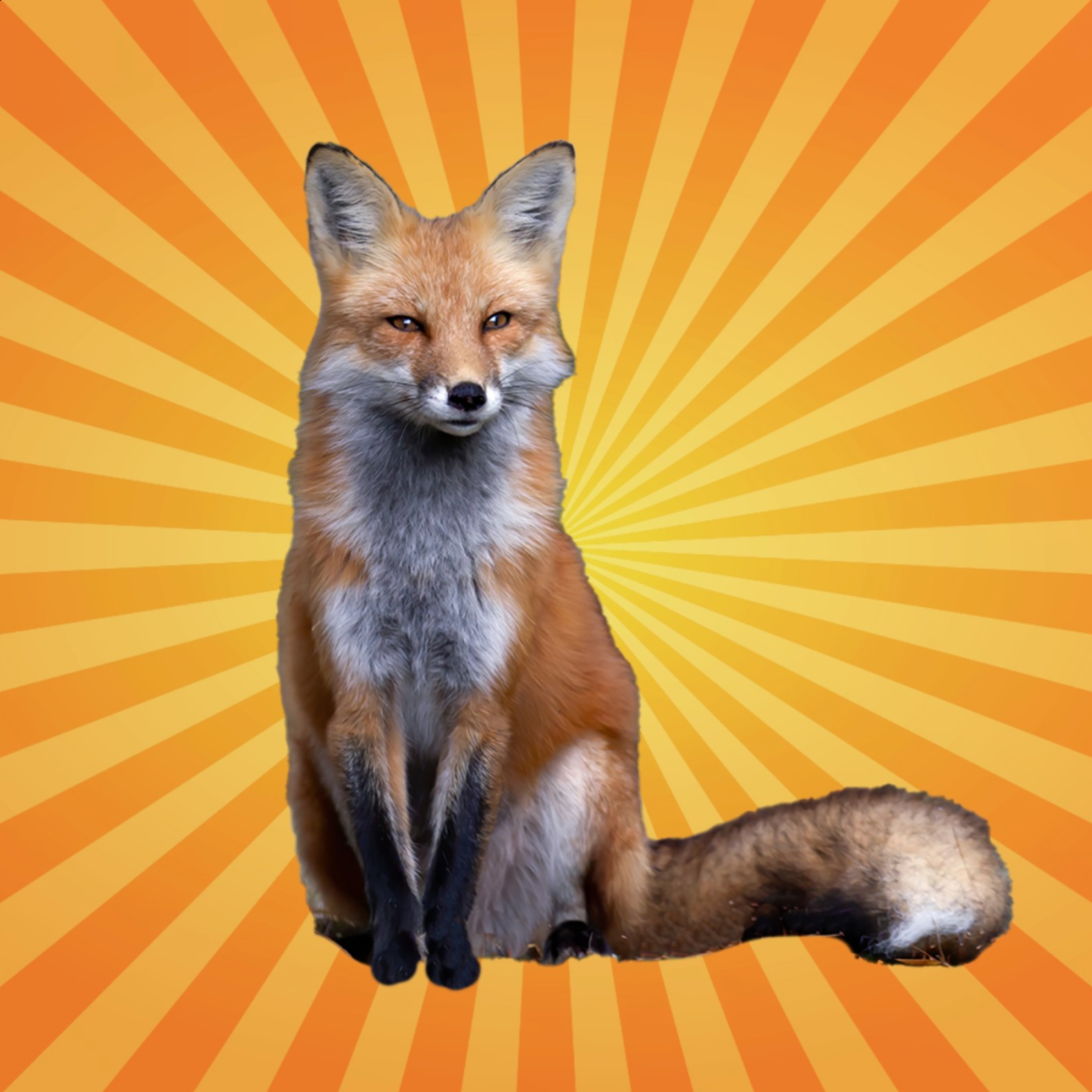 Le renard utilise le champ magnétique terrestre pour chasser [REDIFF]