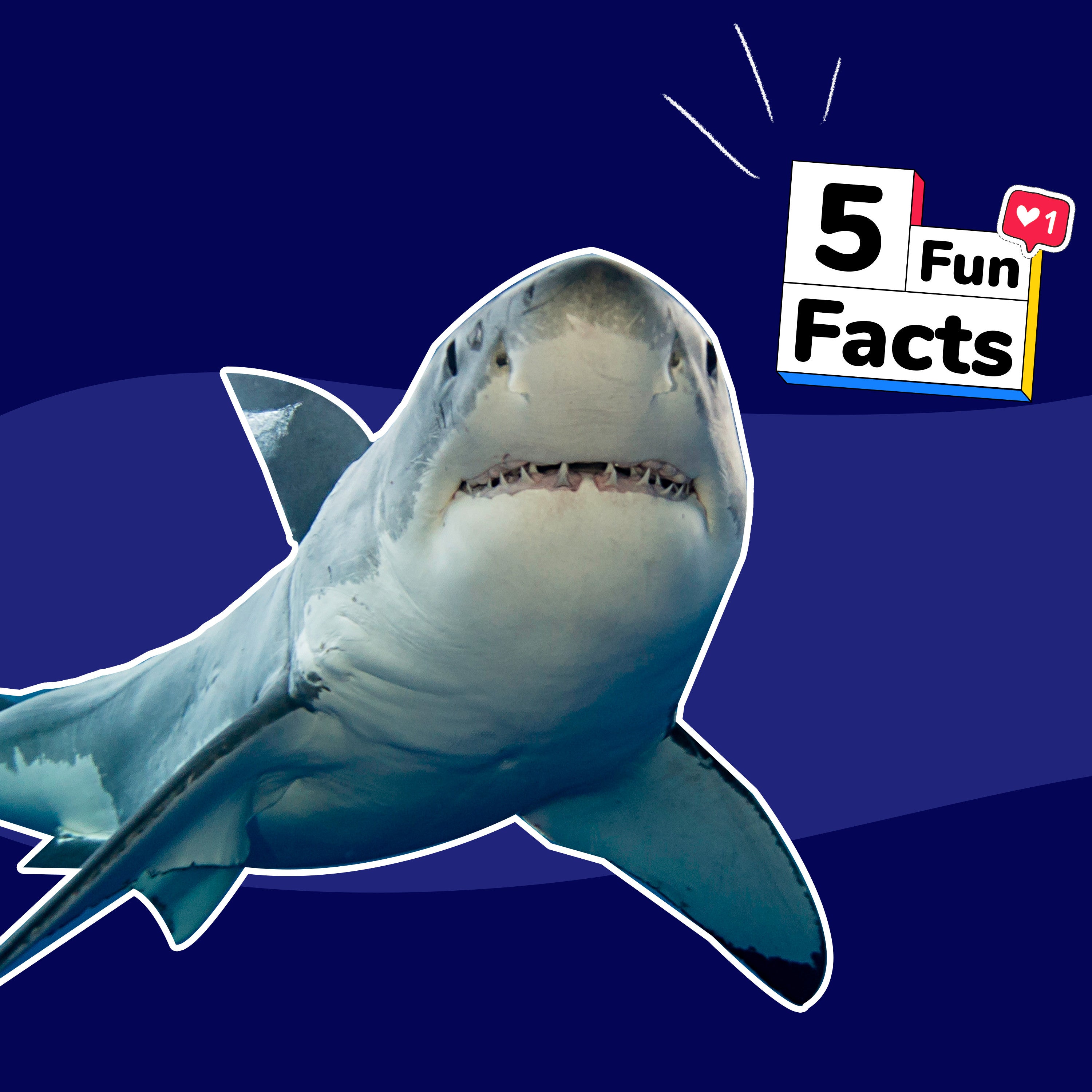 REQUINS - 5 choses à savoir sur... episode artwork
