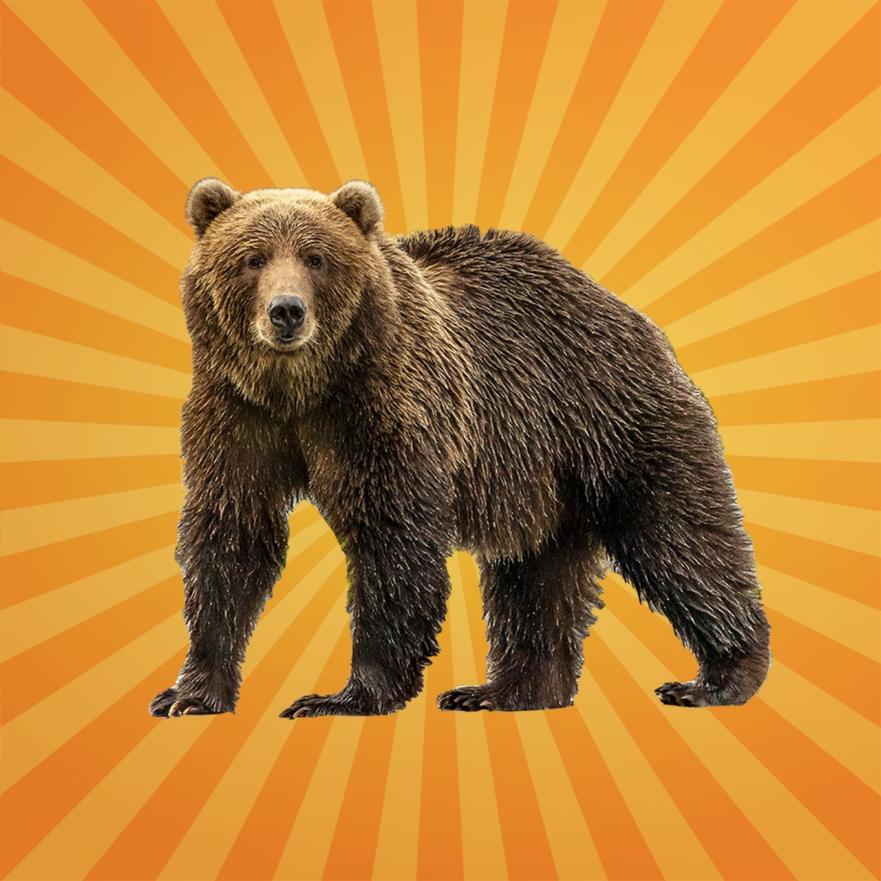 L'ours brun aussi utilise des outils ! [Rediffusion]